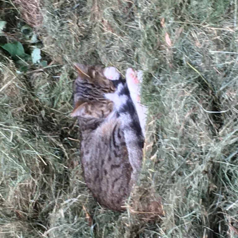 24.08. 2020 | The Diary of Kitty Koma