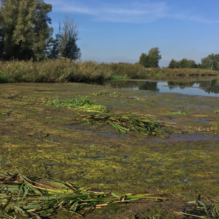 30.09. 2020 | The Diary of Kitty Koma